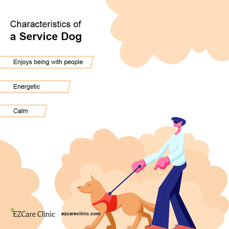 service dog