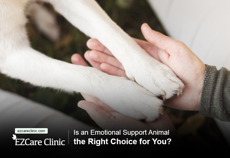 Emotional support animal