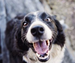 ESAEmotional Support Animal La Crosse